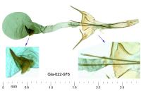 Scrobipalpa vasconiella