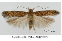 Scrobipalpa vasconiella