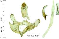 Coleophora calycotomella
