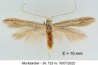 Coleophora calycotomella