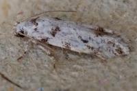 Parastenolechia nigrinotella