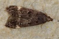 Dichomeris alacella