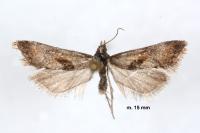 Falseuncaria ruficiliana