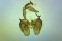 Falseuncaria ruficiliana
