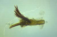Falseuncaria ruficiliana