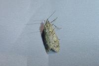 Diurnea fagella
