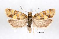 Aethes tesserana