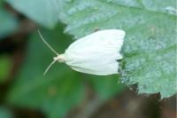 Tortrix viridana