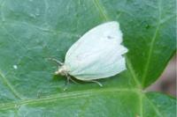 Tortrix viridana