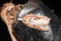 Acleris cristana