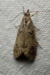 Diurnea fagella