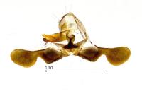 Pammene splendidulana