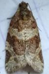 Argyrotaenia ljungiana
