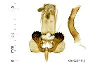 Haplochrois buvati