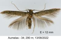 Haplochrois buvati