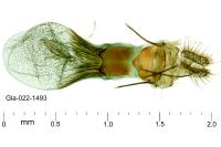 Aethes bilbaensis