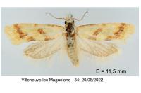 Aethes bilbaensis