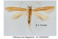 Batrachedra parvulipunctella