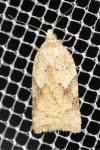 Acleris ferrugana/notana