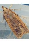 Helcystogramma triannulella
