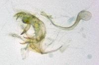 Bryotropha pallorella