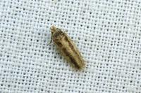 Bryotropha pallorella