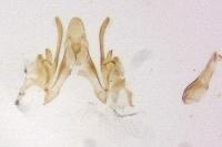Scrobipalpa salinella