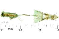 Batrachedra parvulipunctella