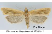 Cochylimorpha meridiana