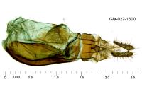 Phtheochroa fulvicinctana