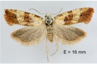 Phtheochroa fulvicinctana