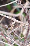 Plutella xylostella