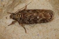 Depressaria