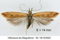 Dichomeris acuminata