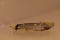 Opogona omoscopa