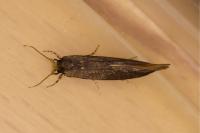 Opogona omoscopa