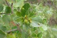 Bucculatrix alaternella