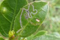 Bucculatrix alaternella