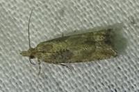 Acroclita subsequana