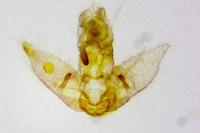 Agonopterix rotundella