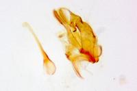 Bryotropha domestica