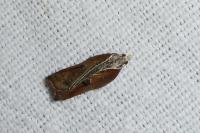 Acleris cristana
