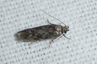 Carpatolechia decorella