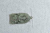 Acleris literana