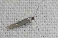 Ocnerostoma