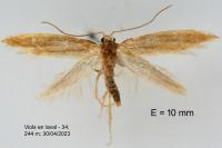 Argyresthia praecocella