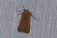 Acompsia