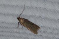 Acompsia