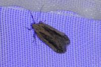 Mirificarma mulinella