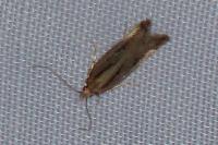 Mirificarma mulinella